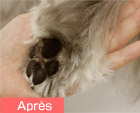 Esthé Paw Pad Care Treatment image