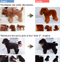Rejuvenation Treatment for Pets(whole coat dying)