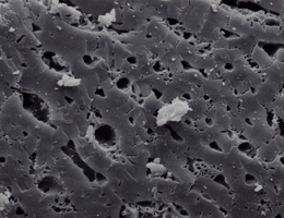 炭の断面を1000倍に拡大した電子顕微鏡写真