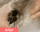 Esthé Paw Pad Care Treatment image